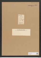 Campylodiscus moydon (Ehr.) Ralfs. (de-Toni-Nr.: Genus 57, Species 2536/113) Zeichnungen Sammlung Grunow Nr. 5036 (NHMW-BOT-W0373294)